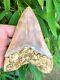 High Quality Large Orange Fire & Ice Indonesian Megalodon Shark Tooth