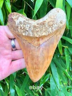 High Quality Large Orange Fire Indonesian Megalodon Shark Tooth