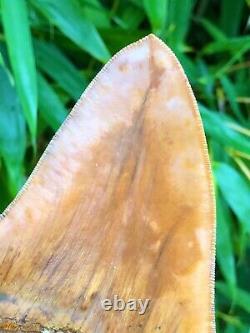 High Quality Large Orange Fire Indonesian Megalodon Shark Tooth
