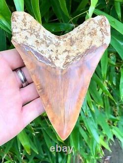 High Quality Large Orange Fire Indonesian Megalodon Shark Tooth Fire and Ice