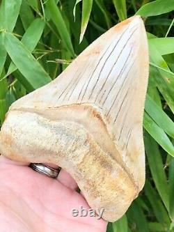 High Quality Large White Serrated Indonesian Megalodon Shark Tooth