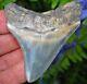 High Quality May River South Carolina Megalodon Fossil Shark Tooth Teeth Gem