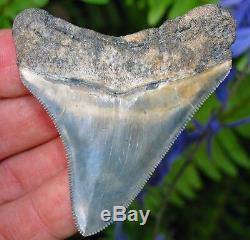 High Quality May River South Carolina Megalodon Fossil Shark Tooth teeth gem