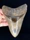 High Quality Megalodon Shark Tooth Indonesia 5.5 Inches