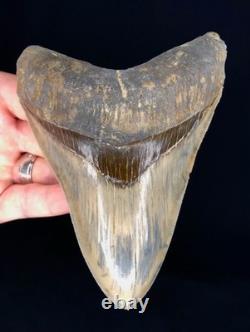 High Quality Megalodon Shark Tooth Indonesia 5.5 inches