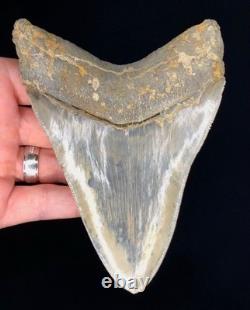 High Quality Megalodon Shark Tooth Indonesia 5.5 inches