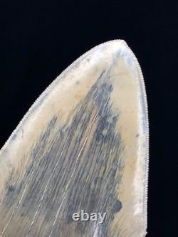 High Quality Megalodon Shark Tooth Indonesia 5.5 inches
