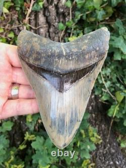 High Quality Megalodon Shark Tooth Indonesia 5.5 inches