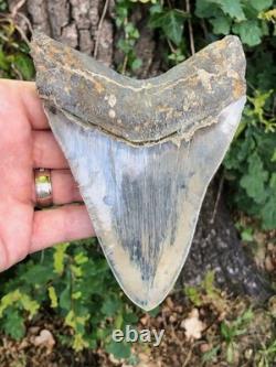 High Quality Megalodon Shark Tooth Indonesia 5.5 inches