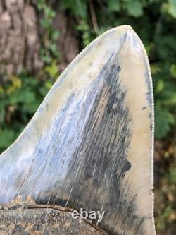 High Quality Megalodon Shark Tooth Indonesia 5.5 inches