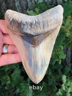 High Quality Megalodon Shark Tooth Indonesia 5.5 inches