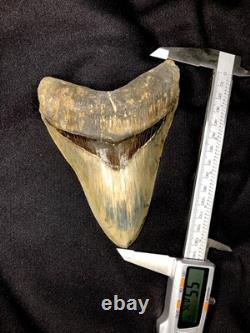 High Quality Megalodon Shark Tooth Indonesia 5.5 inches