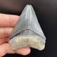 High Quality Megalodon Shark Tooth Venice Florida 2.89 All Natural Fossil