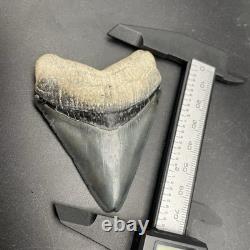High Quality Megalodon Shark Tooth Venice Florida 2.89 All Natural Fossil