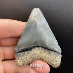 High Quality Megalodon Shark Tooth Venice Florida 2.89 All Natural Fossil