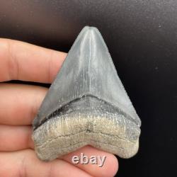 High Quality Megalodon Shark Tooth Venice Florida 2.89 All Natural Fossil
