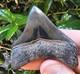 High Quality Posterior Megalodon Shark Tooth Georgia Not Chubutensis