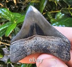 High Quality Posterior Megalodon Shark Tooth Georgia Not Chubutensis