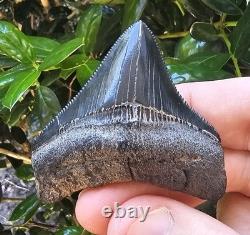 High Quality Posterior Megalodon Shark Tooth Georgia Not Chubutensis