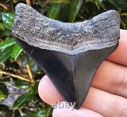 High Quality Posterior Megalodon Shark Tooth Georgia Not Chubutensis