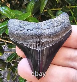 High Quality Posterior Megalodon Shark Tooth Georgia Not Chubutensis