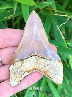High Quality Serrated Orange Cream Indonesian Megalodon Shark Tooth