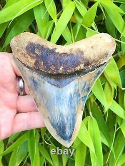 High Quality Super Serrated Megalodon Shark Tooth Ice & Fire From Asia