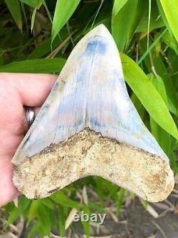 High Quality Super Serrated Megalodon Shark Tooth Ice & Fire From Asia