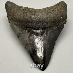 High Quality, Very Colorful, Sharply Serrated 3.70 Fossil MEGALODON Shark Tooth