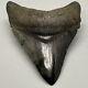 High Quality, Very Colorful, Sharply Serrated 3.70 Fossil Megalodon Shark Tooth