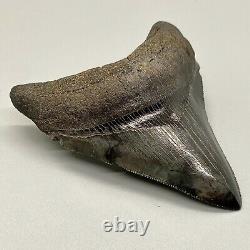 High Quality, Very Colorful, Sharply Serrated 3.70 Fossil MEGALODON Shark Tooth