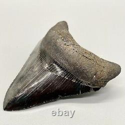 High Quality, Very Colorful, Sharply Serrated 3.70 Fossil MEGALODON Shark Tooth