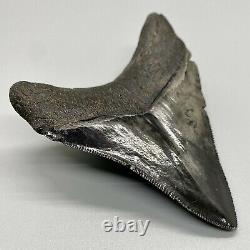 High Quality, Very Colorful, Sharply Serrated 3.70 Fossil MEGALODON Shark Tooth