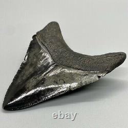 High Quality, Very Colorful, Sharply Serrated 3.70 Fossil MEGALODON Shark Tooth