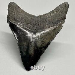 High Quality, Very Colorful, Sharply Serrated 3.70 Fossil MEGALODON Shark Tooth