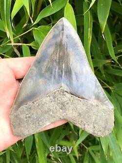 High Quality Wide Serrated Blue & Gold Indonesian Megalodon Shark Tooth