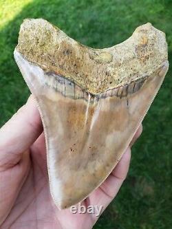 High end 4.99 Indonesian MEGALODON Fossil Shark teeth