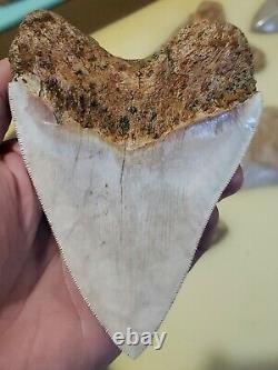 High end 5.3 Indonesian MEGALODON Fossil Shark teeth