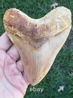 High end 5.4 Indonesian MEGALODON Fossil Shark teeth