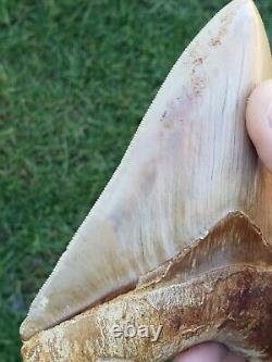 High end 5.4 Indonesian MEGALODON Fossil Shark teeth