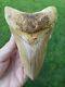 High End 5.4 Indonesian Megalodon With Great Colors Fossil Shark Teeth