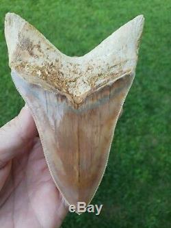 High end 5.4 Indonesian MEGALODON with great colors Fossil Shark teeth