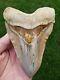 High End 5.6 Indonesian Megalodon With Crazy Ruffles Lfossil Shark Teeth