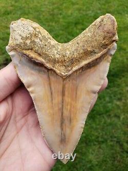 High end 5.6 Indonesian MEGALODON with crazy ruffles lFossil Shark teeth