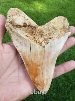 High end 5.6 Indonesian MEGALODON with great colors Fossil Shark teeth