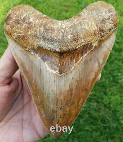 High end 5.9 Indonesian MEGALODON with great colors Fossil Shark teeth