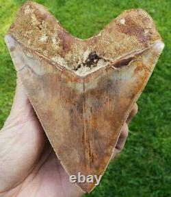 High end 5.9 Indonesian MEGALODON with great colors Fossil Shark teeth