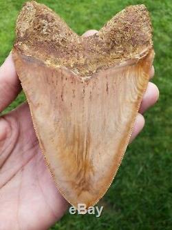 High end 6 Indonesian MEGALODON with great colors Fossil Shark teeth