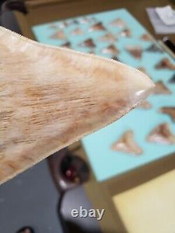 High end Large 5.94 Indonesian MEGALODON Fossil Shark teeth