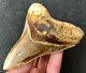 High Quality 4.64 Indonesian Megalodon Fossil Shark Teeth, Real Tooth